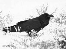 Raven Snow