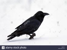 Raven Snow