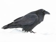 Raven Snow