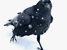 Raven Snow