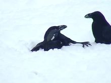 Raven Snow