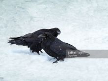 Raven Snow