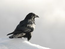 Raven Snow