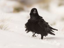 Raven Snow