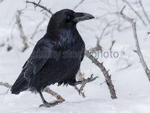 Raven Snow