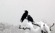 Raven Snow