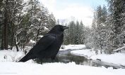 Raven Snow