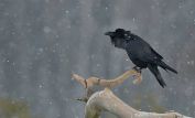 Raven Snow