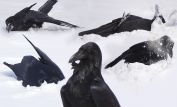 Raven Snow