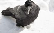 Raven Snow