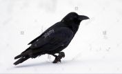 Raven Snow