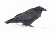 Raven Snow