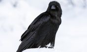 Raven Snow