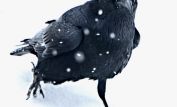 Raven Snow