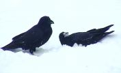 Raven Snow