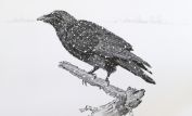 Raven Snow