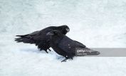 Raven Snow