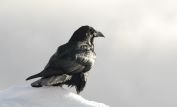 Raven Snow