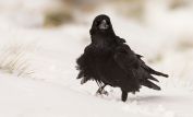 Raven Snow