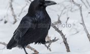 Raven Snow