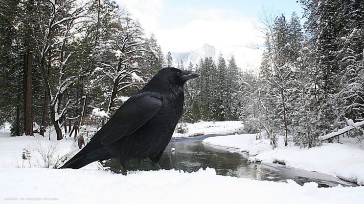 Raven Snow