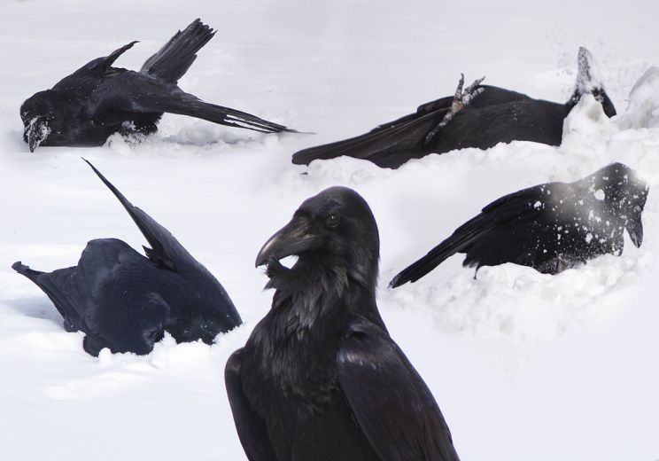 Raven Snow