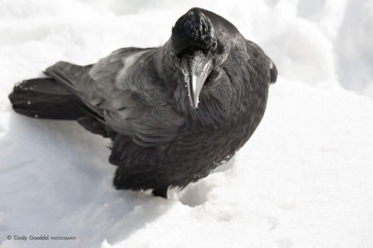 Raven Snow