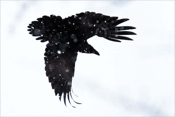 Raven Snow