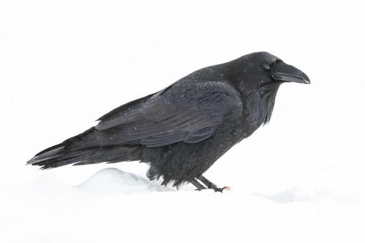 Raven Snow