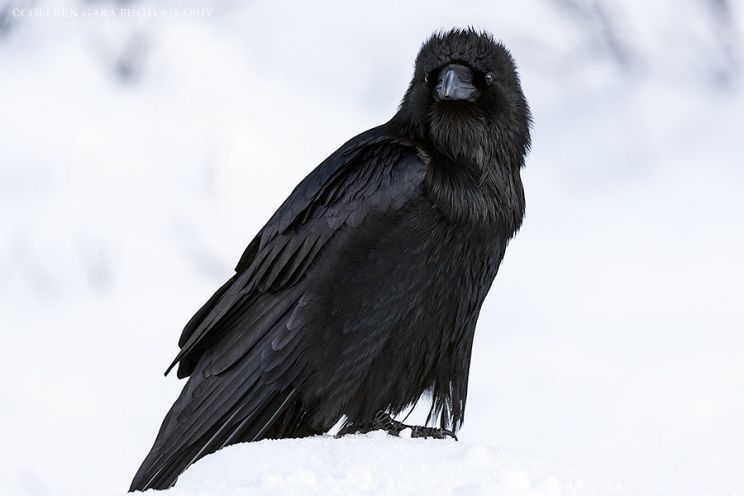 Raven Snow