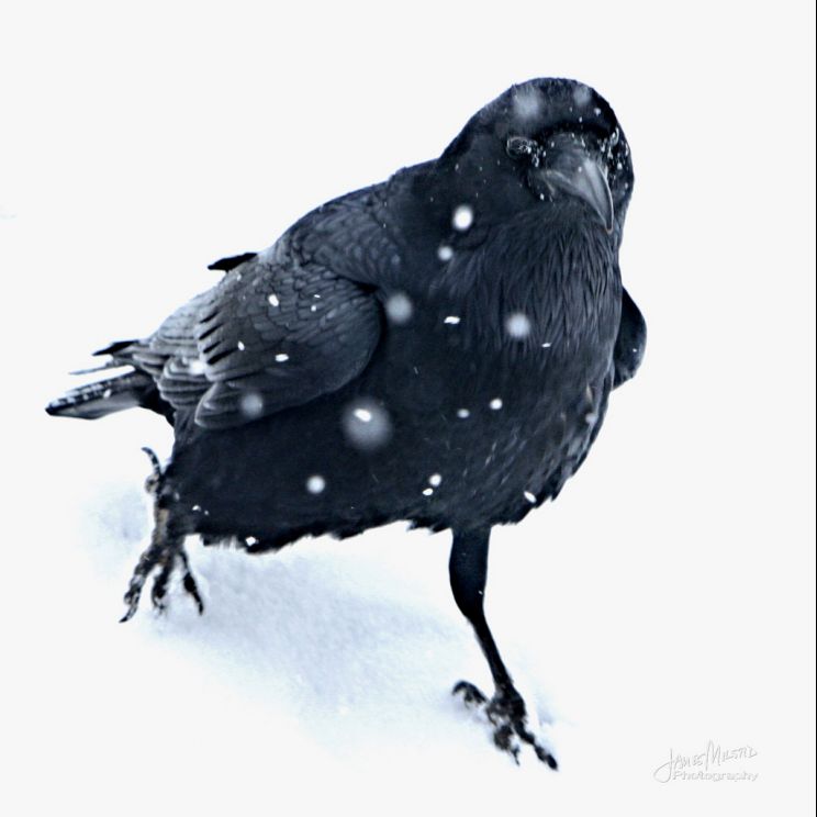 Raven Snow