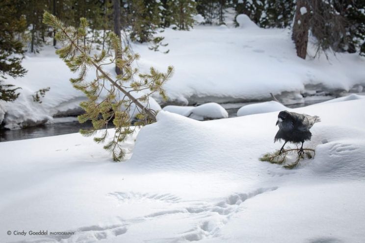 Raven Snow