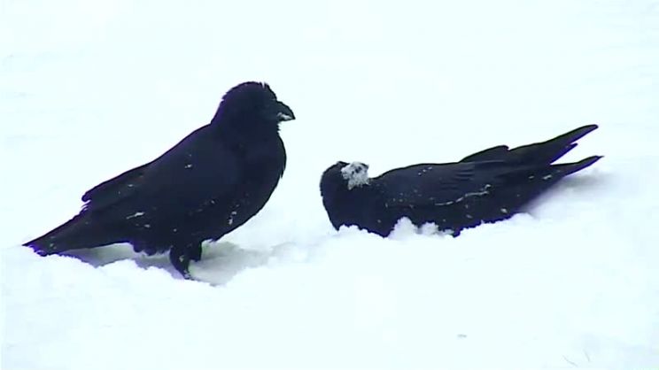 Raven Snow