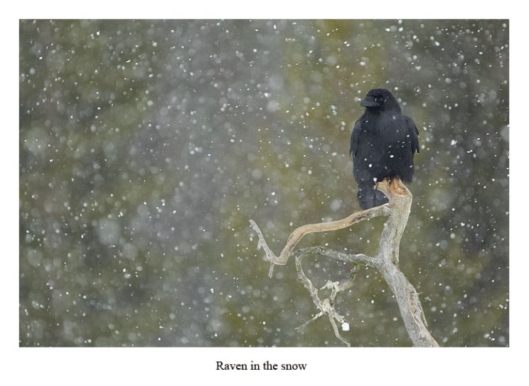 Raven Snow