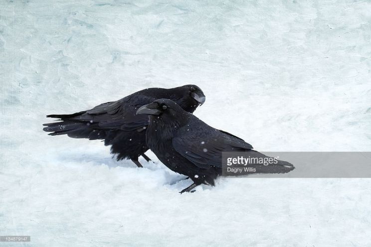 Raven Snow