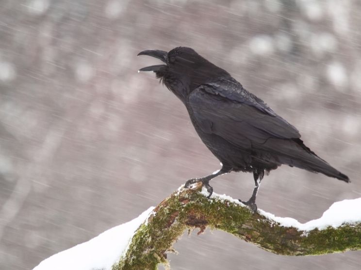 Raven Snow