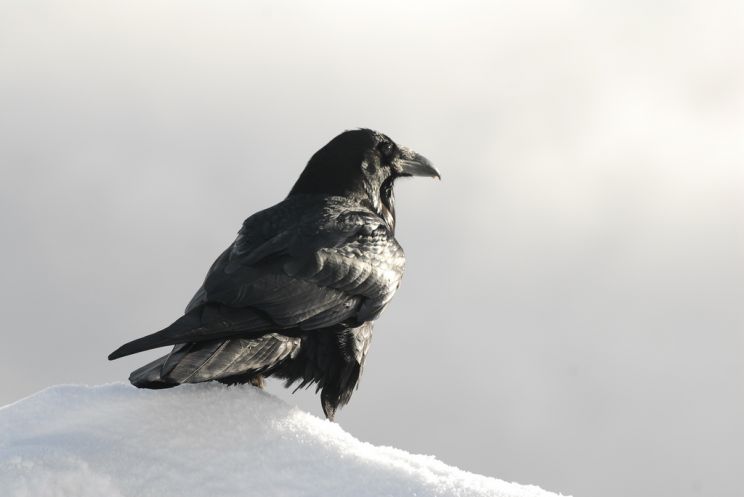 Raven Snow