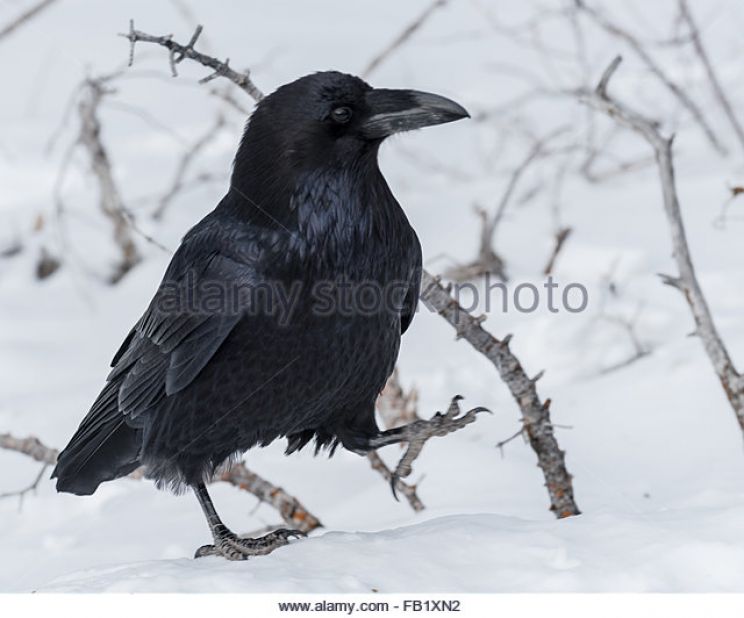 Raven Snow