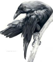 Raven