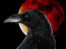 Raven