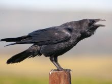 Raven