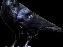 Raven