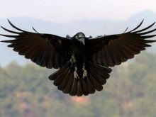 Raven