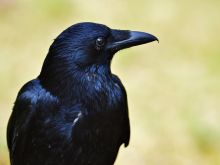 Raven