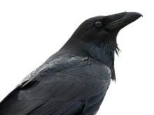 Raven