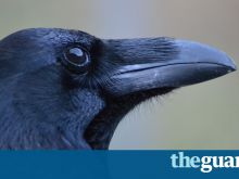 Raven