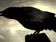 Raven