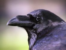 Raven