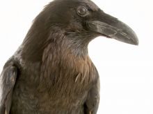 Raven