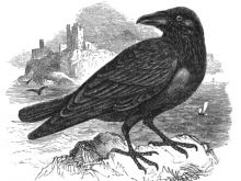 Raven